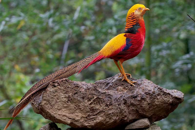 Top 10 loài chim đẹp nhất thế giới