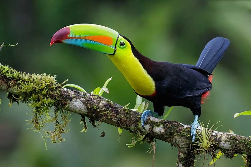 5. Ramphastos sulfuratus. 