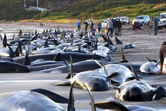 Bí ẩn những vụ 'tự sát tập thể' của loài vật