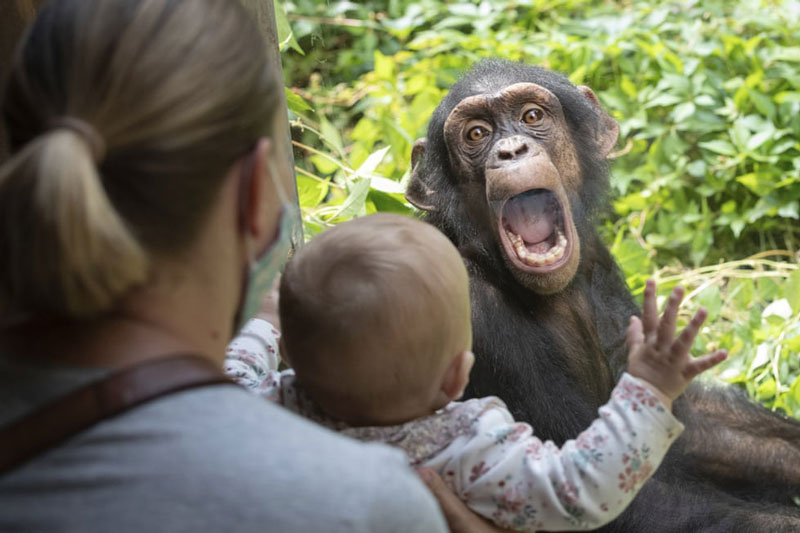 Ảnh động vật hoang dã ấn tượng: Tinh tinh dọa trẻ em, mèo hoang chào ngày mới