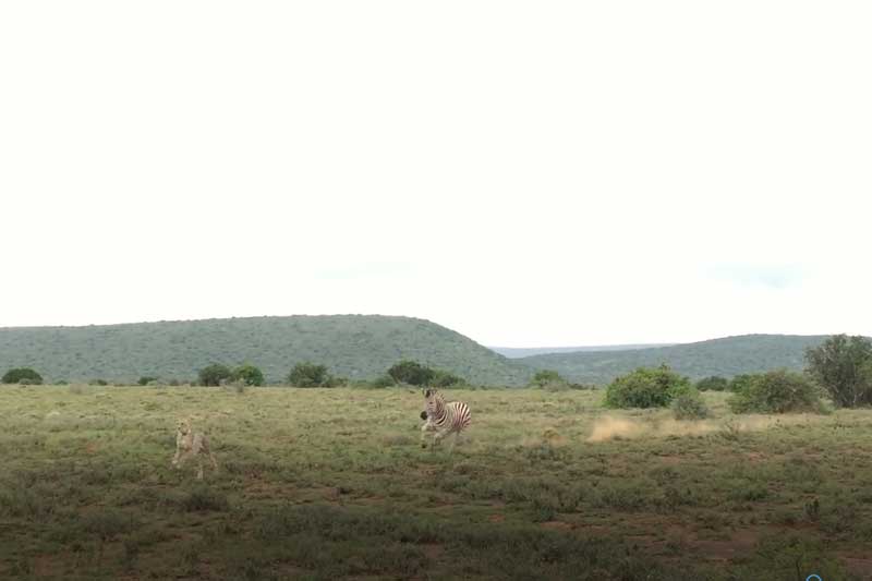CLIP: Báo săn chạy "bán sống bán chết" khi bị ngựa vằn truy đuổi