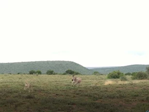 CLIP: Báo săn chạy "bán sống bán chết" khi bị ngựa vằn truy đuổi