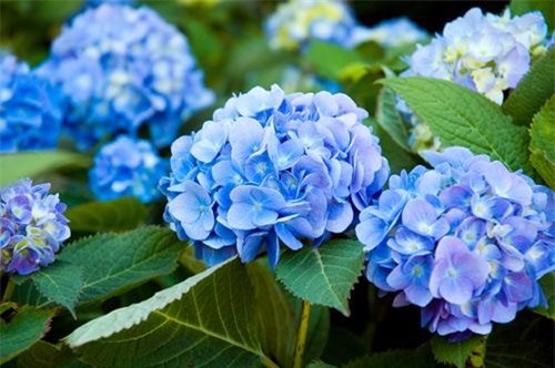 Trẻ nhỏ dễ ngộ độc, thậm chí tử vong vì cây cảnh xung quanh nhà