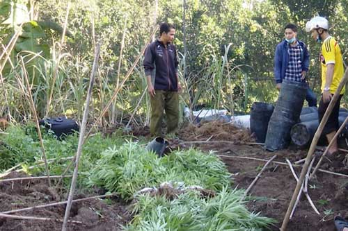 Vĩnh Long: Trồng 304 cây cần sa trong vườn cam để "gà ăn trị bệnh"