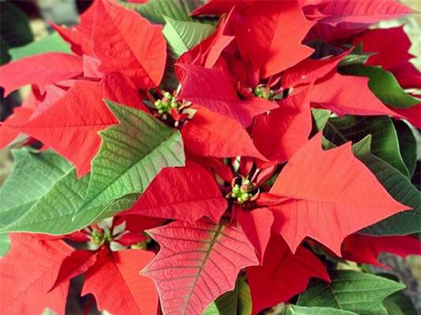 Cây độc: Hoa trạng nguyên có thể gây phát ban, khó thở và hạ huyết áp