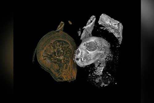 Hé lộ bí mật đáng sợ về 3 xác ướp Ai Cập: Mèo đầu lìa khỏi thân, rắn hổ mang bị bẻ cổ!