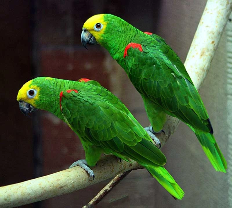 9. Yellow-crowned Amazon. 