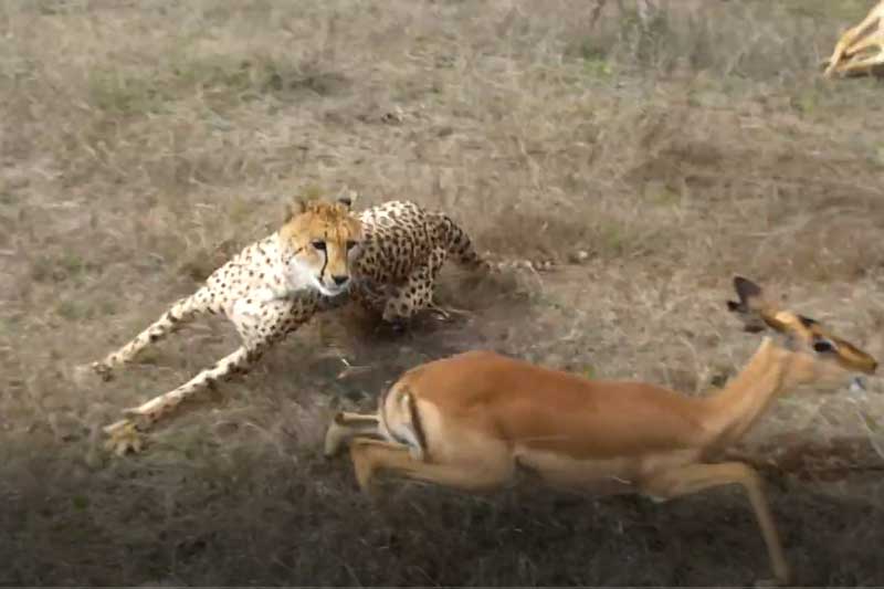 CLIP: Báo săn "tóm cổ" linh dương Impala trong "chớp mắt"