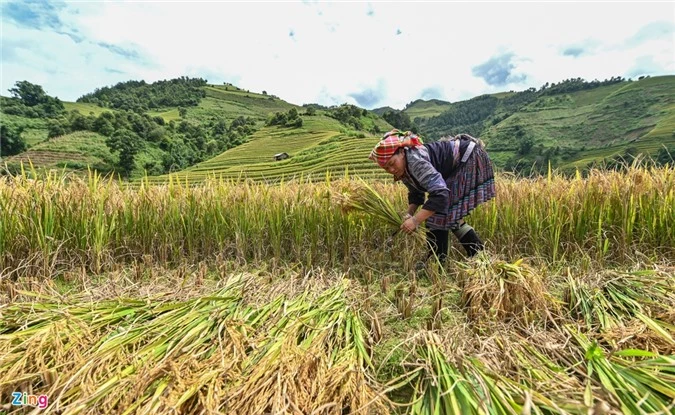 Ruong bac thang Mu Cang Chai mua lua chin anh 10