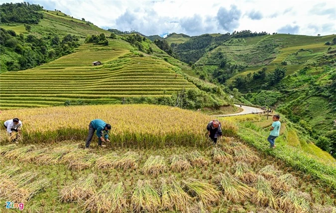 Ruong bac thang Mu Cang Chai mua lua chin anh 7