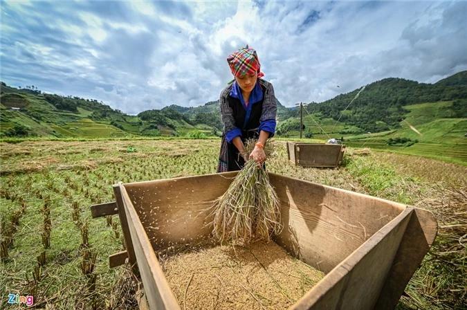 Ruong bac thang Mu Cang Chai mua lua chin anh 8