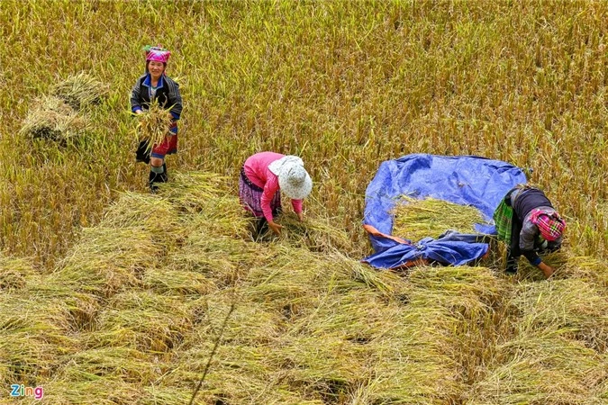 Ruong bac thang Mu Cang Chai mua lua chin anh 9