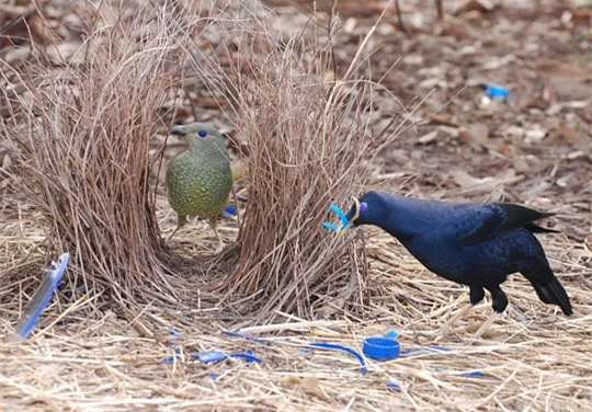 Chim bowerbird- những nghệ sĩ đa tài