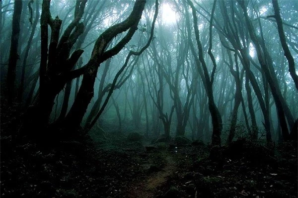 Aokigahara