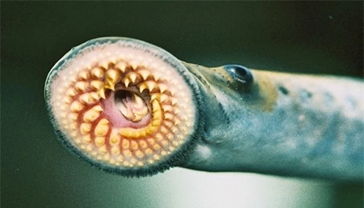 Loài ký sinh trùng này có miệng rộng và hút máu vật chủ