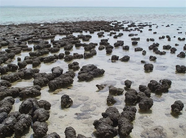 Loài vi khuẩn lâu đời này trú ngụ trên đá trầm tích hàng chục triệu năm