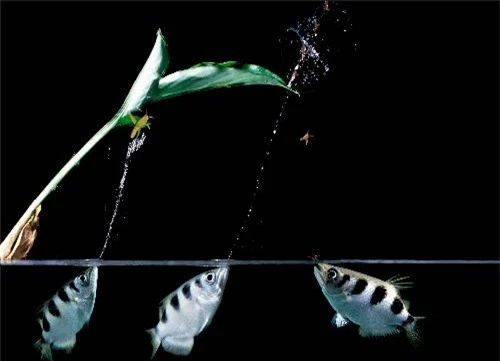 Nghệ thuật phun nước bắt mồi của loài sinh vật biển có tên cá cung thủ