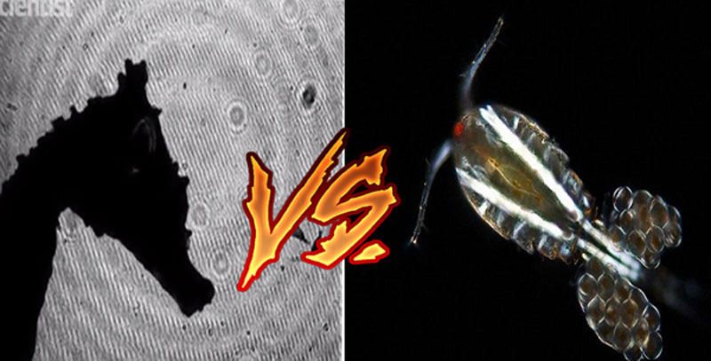 Chuyện lạ: Loài vật 'đi' chậm như rùa lại ăn sinh vật di chuyển nhanh nhất hành tinh