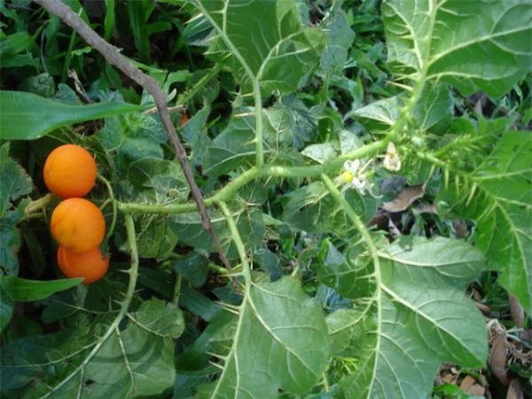 Cây độc: Cà độc dược trồng phổ biến làm cảnh nhưng lại chứa chất độc bảng A