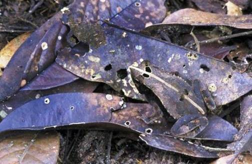 Nghệ thuật ngụy trang bậc thầy của động vật