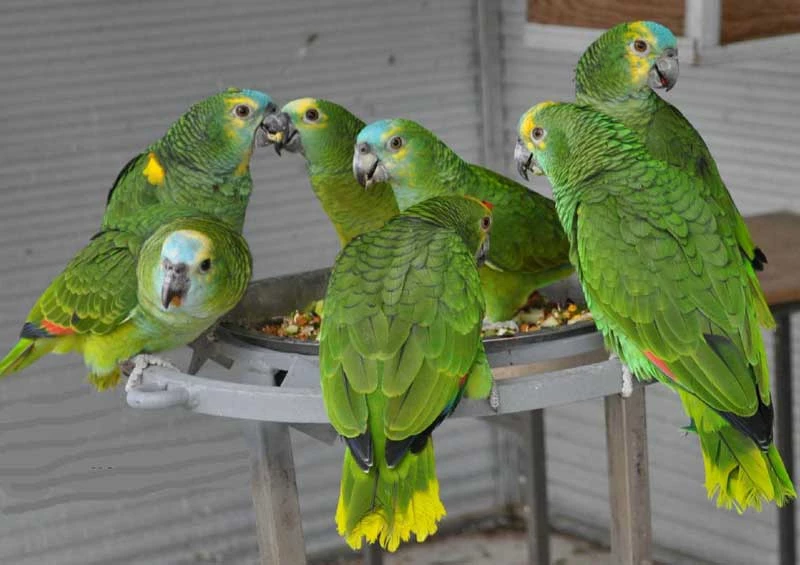 10. Amazon Blue-Fronted.