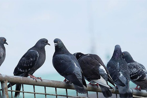 Chim bồ câu cũng phân biệt đẳng cấp trong đàn