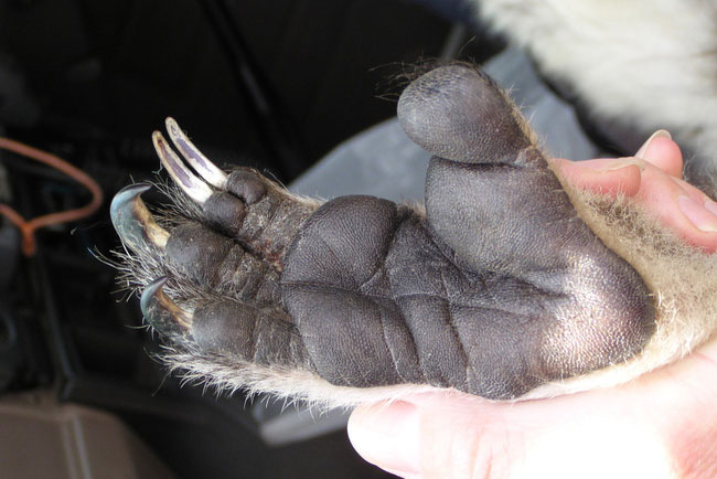 Kinh ngạc loài động vật có dấu vân tay giống hệt con người