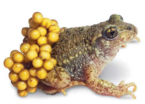 'Vạch mặt' các con vật thịt cực ngon nhưng nội tạng cực độc