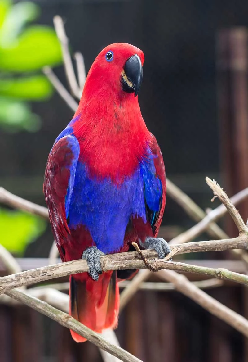 4. Eclectus roratus.