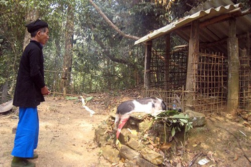 Khám phá tục thờ thần đá của người Lô Lô ở vùng cao