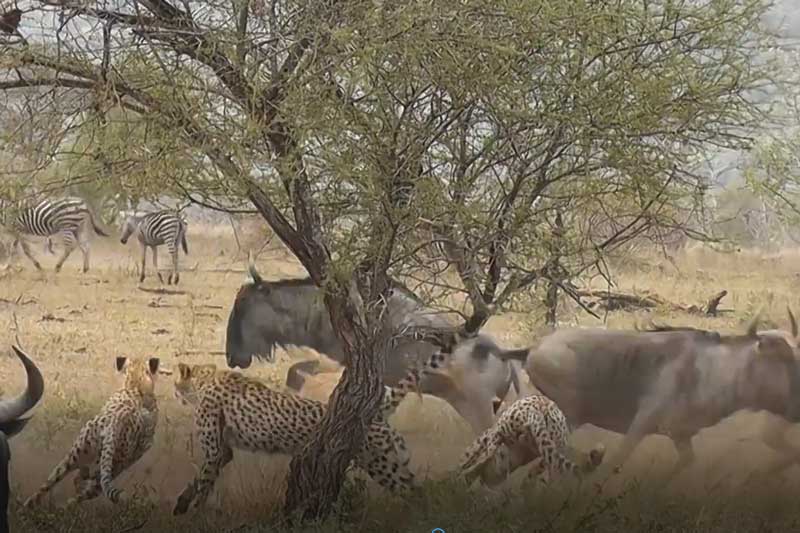 CLIP: Linh dương đầu bò suýt chết vì kéo nhau "cà khịa" đàn báo săn