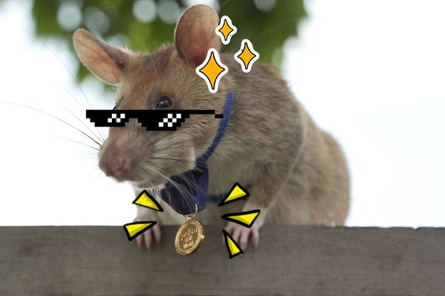 Chú chuột "anh hùng" được trao huy chương dũng cảm vì phát hiện 39 quả mìn, 28 vật chưa nổ
