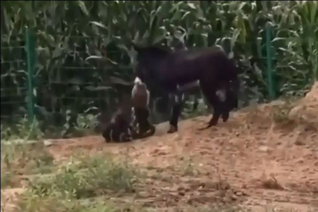 Chuyện lạ: Linh cẩu bị lừa cắn cổ, ‘vùi dập tả tơi’