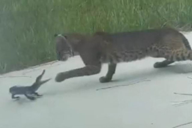 Cá sấu nhỏ chiến đấu ngoan cường khi chạm trán linh miêu, nhưng cái kết lại quá buồn cho kẻ yếu thế hơn