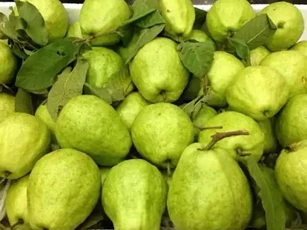 Mẹo dùng quả ổi giúp ‘thổi bay’ 9 loại bệnh tật