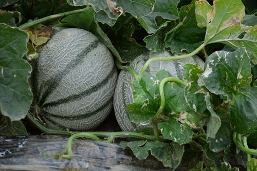 Tuyệt đối không nên bỏ 8 loại thực phẩm sau vào tủ lạnh