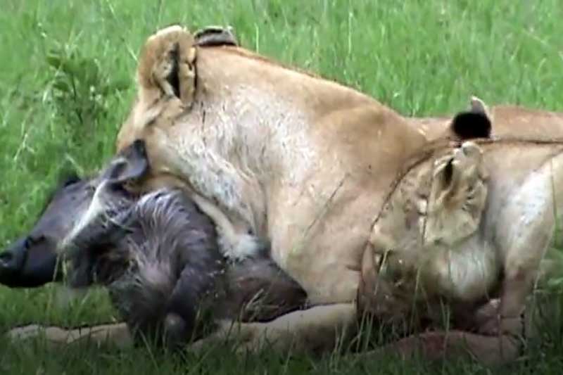CLIP: Hai con sư tử cái xé xác lợn bướu