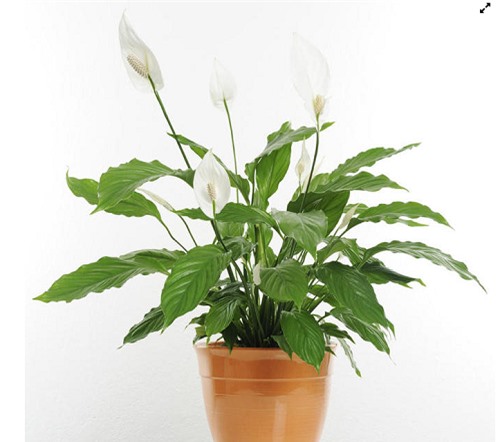 Những cây cảnh tiềm ẩn chất độc, hít hoặc ăn phải nguy hại sức khỏe