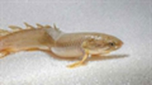 Tiết lộ về bí mật tiến hóa qua loài cá "đi bộ"