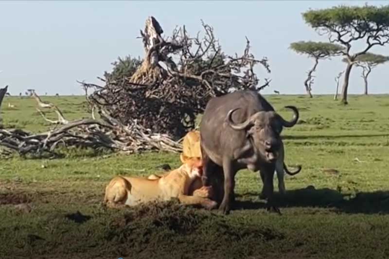 CLIP: Trâu rừng chết thảm khi bị 4 con sư tử tấn công