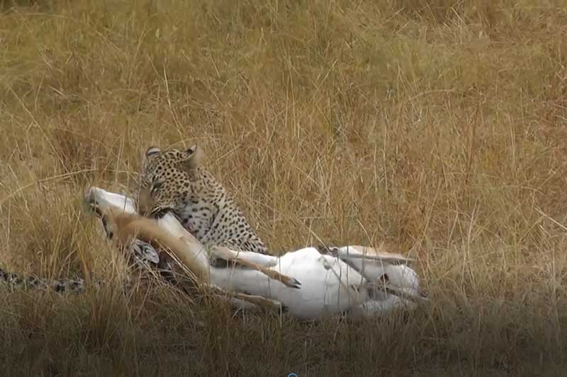 CLIP: Báo hoa mai đoạt mạng linh dương Ả Rập trong vòng "một nốt nhạc"