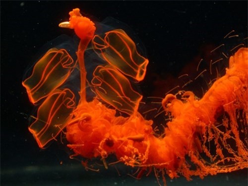 Loài sinh vật trong suốt kỳ lạ nhất thế giới