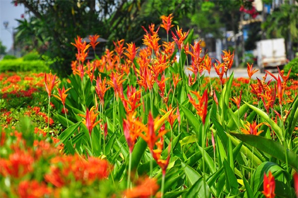 Cây độc: Thế hoa bay bổng như loài chim thần thoại, nhưng hoa thiên điểu lại cực độc