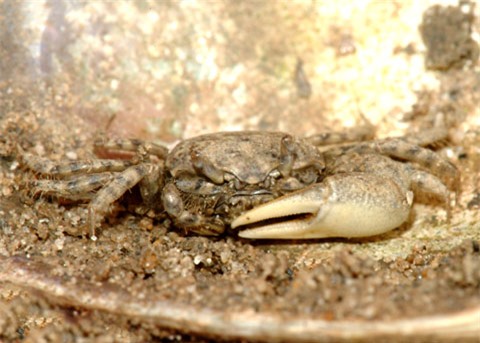 Những sinh vật kỹ tính nhất trong 'chuyện ấy'