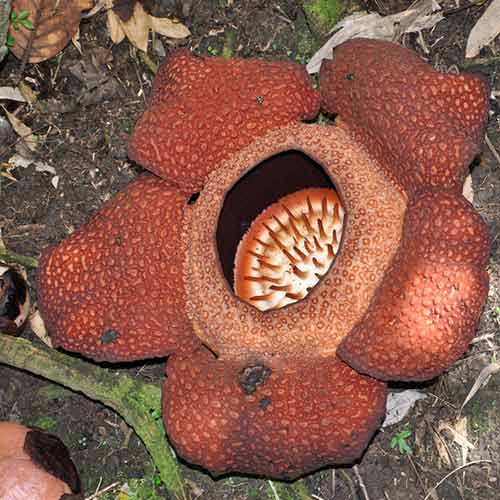 6 sinh vật lớn nhất trên hành tinh