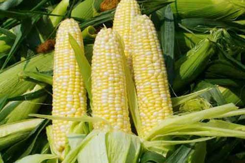 Công dụng bất ngờ của ngô trong ngừa ung thư và tim mạch