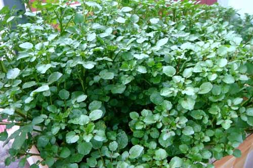 Công dụng chữa bệnh tuyệt vời và bất ngờ của rau cải xoong