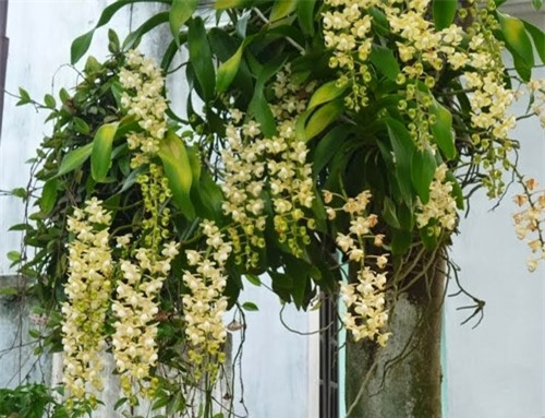 Kỹ thuật trồng hoa lan ghép gốc cây 'độc, lạ' và đẹp bất ngờ