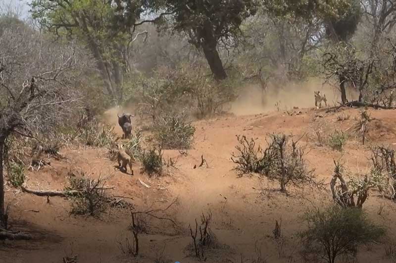 CLIP: Nghé con thoát chết thần kỳ khi bị sư tử tấn công