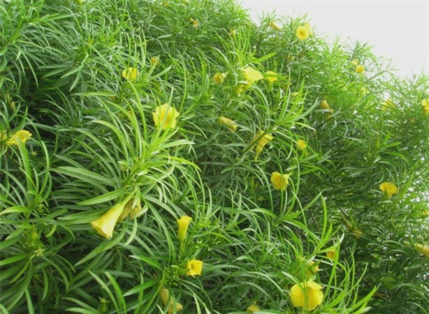 Cây độc: Cây cảnh này được trồng khắp nơi nhưng chứa chất độc có thể giết người nhanh chóng